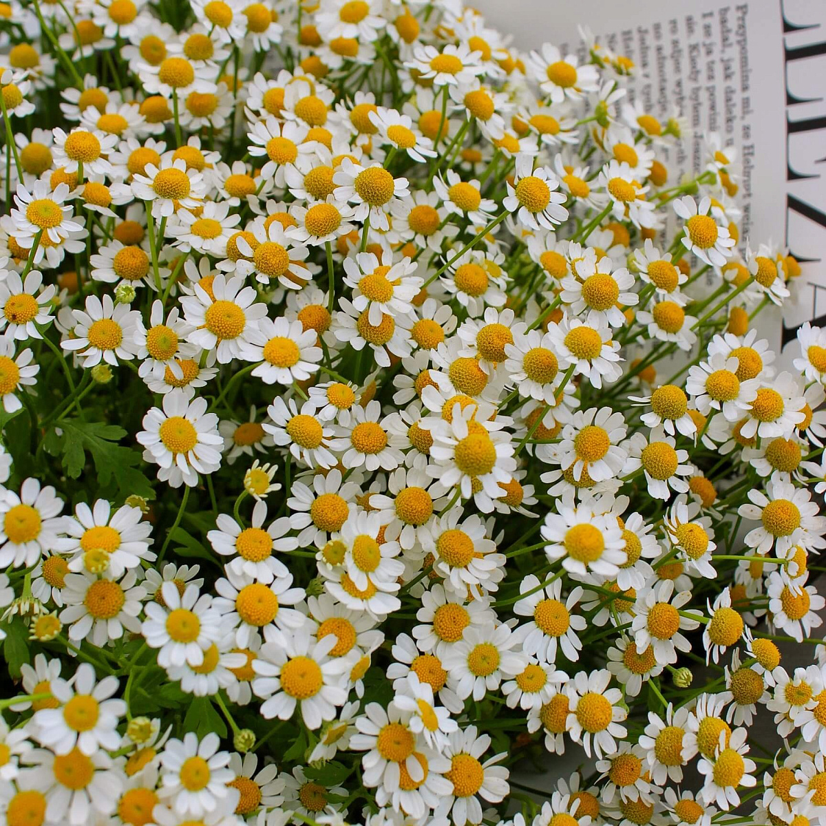 Букет ромашек "Летнее настроение"