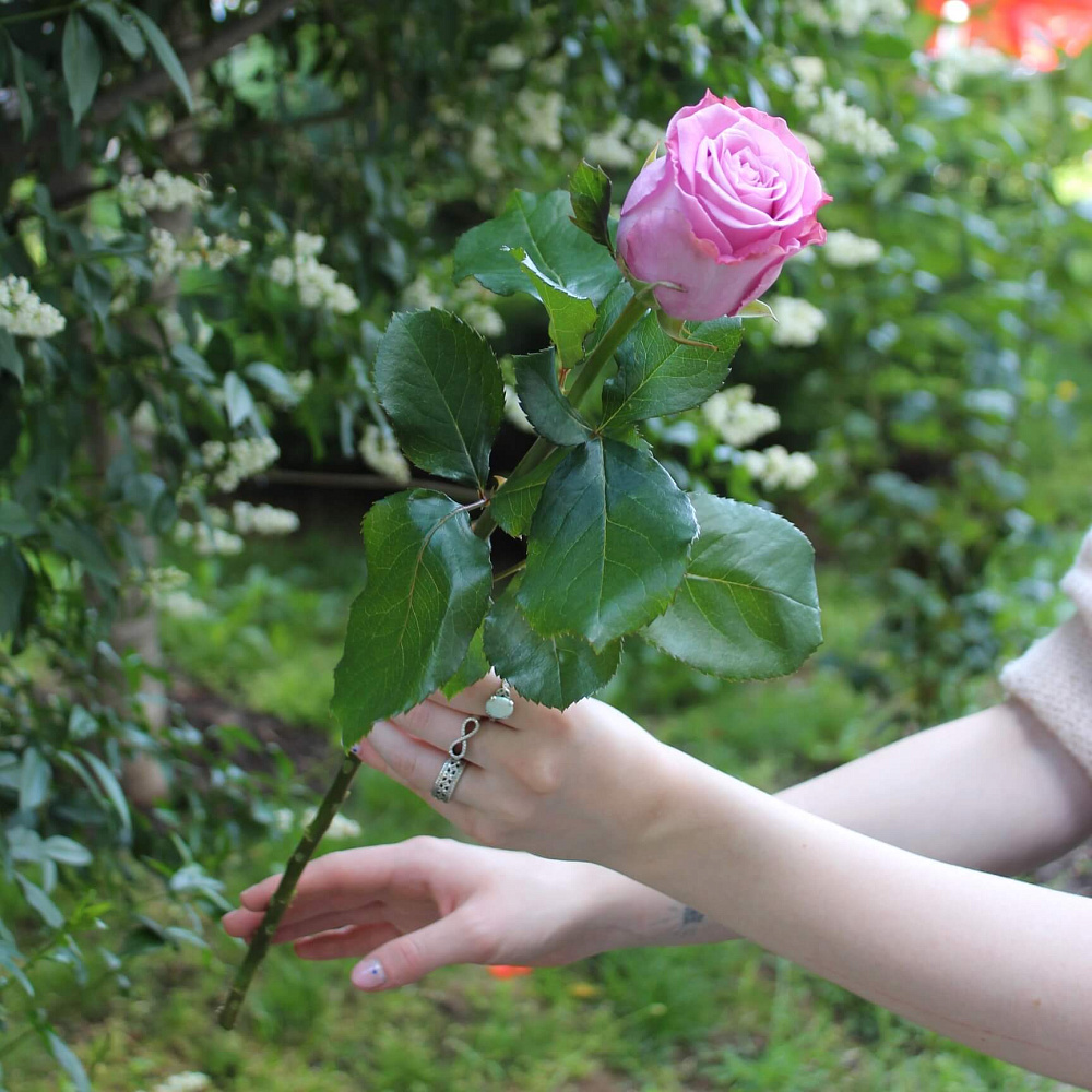 Роза Maritim 60 см