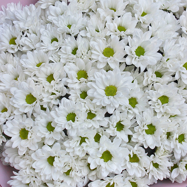 Букеты из хризантем: Белая хризантема