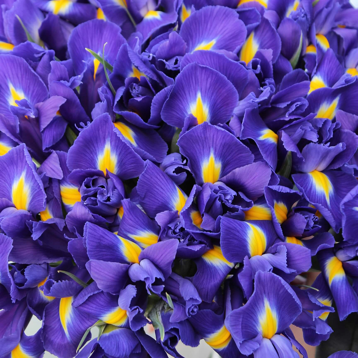 Букет из 39 ирисов