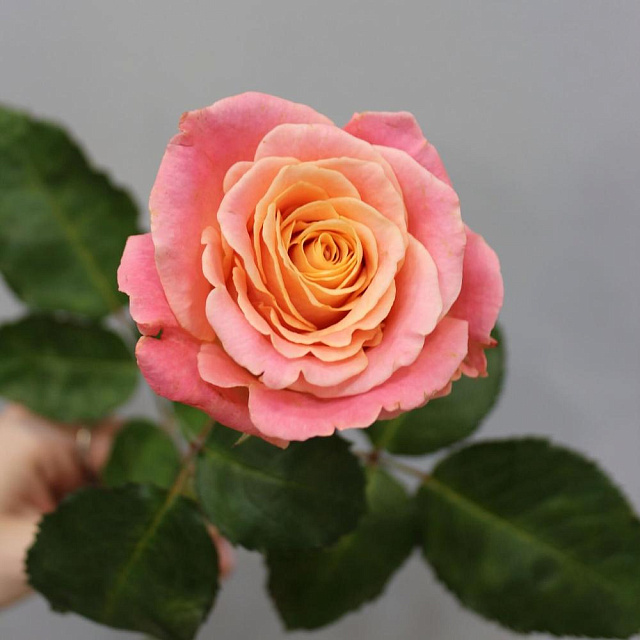 Роза Мисс Пигги 60 см - изображение 2