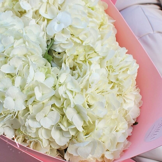 Цветы на 14 февраля: Букет из гортензии "Нежность"