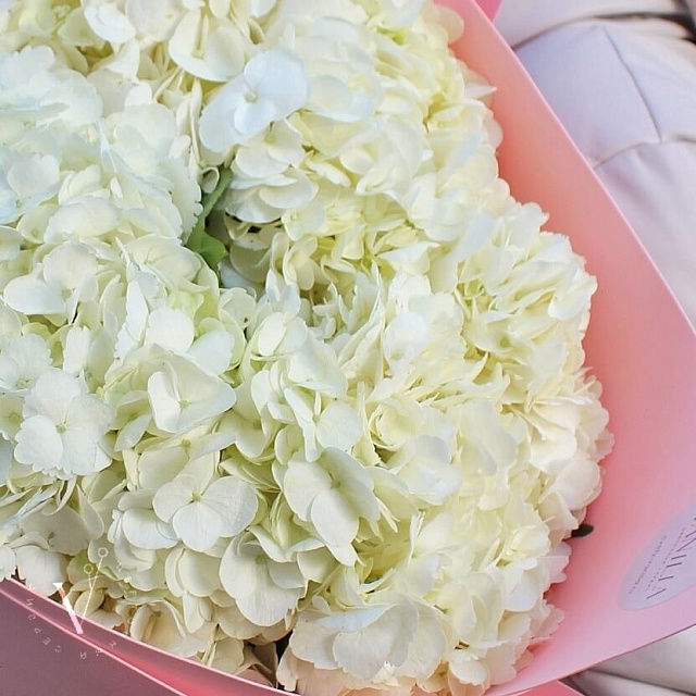 Цветы на праздник: Букет из гортензии "Нежность"