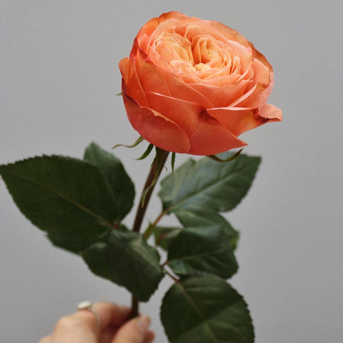 Роза чайно-гибридная Kahala (Кахала) - изображение 2