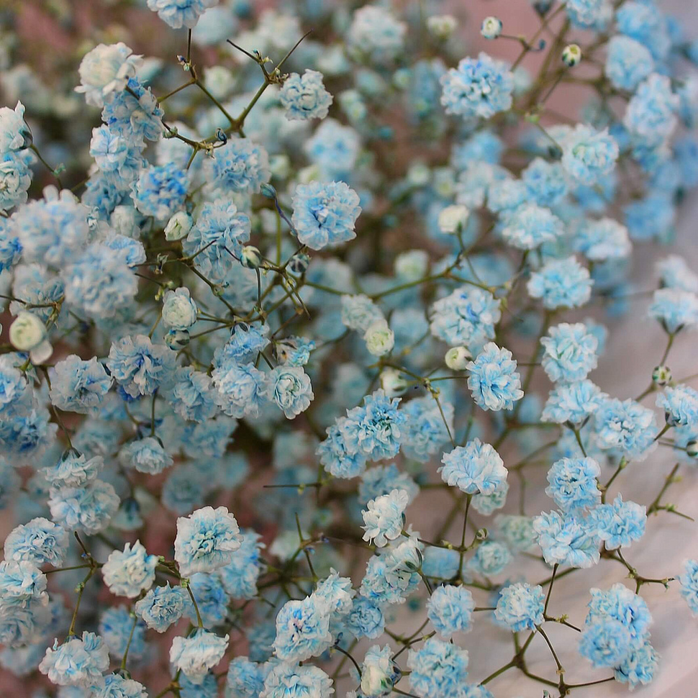 Букет из 5 веток голубой гипсофилы