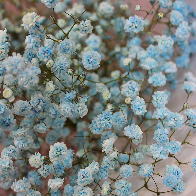 Букет из 5 веток голубой гипсофилы