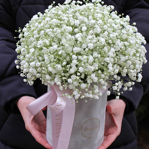 Букеты гипсофилов: Белая гипсофила в бархатном цилиндре