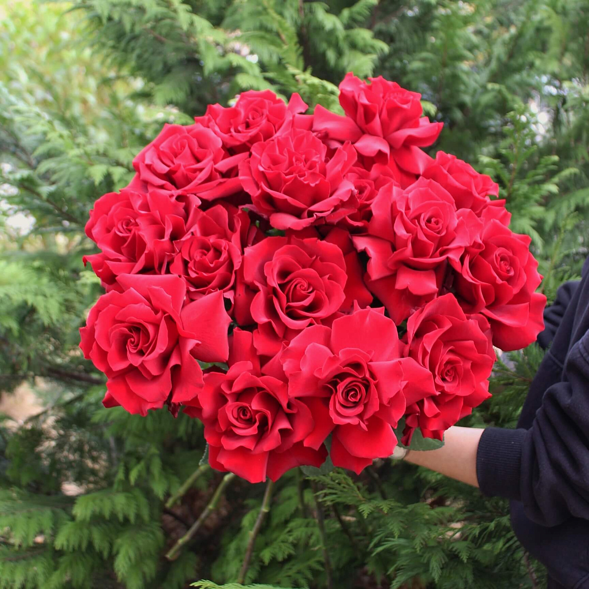 Букет из 15 роз Explorer "Love"