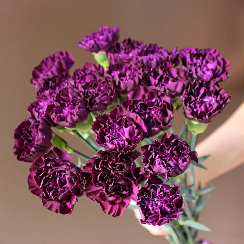 Букет с фиолетовыми гвоздиками - изображение 2