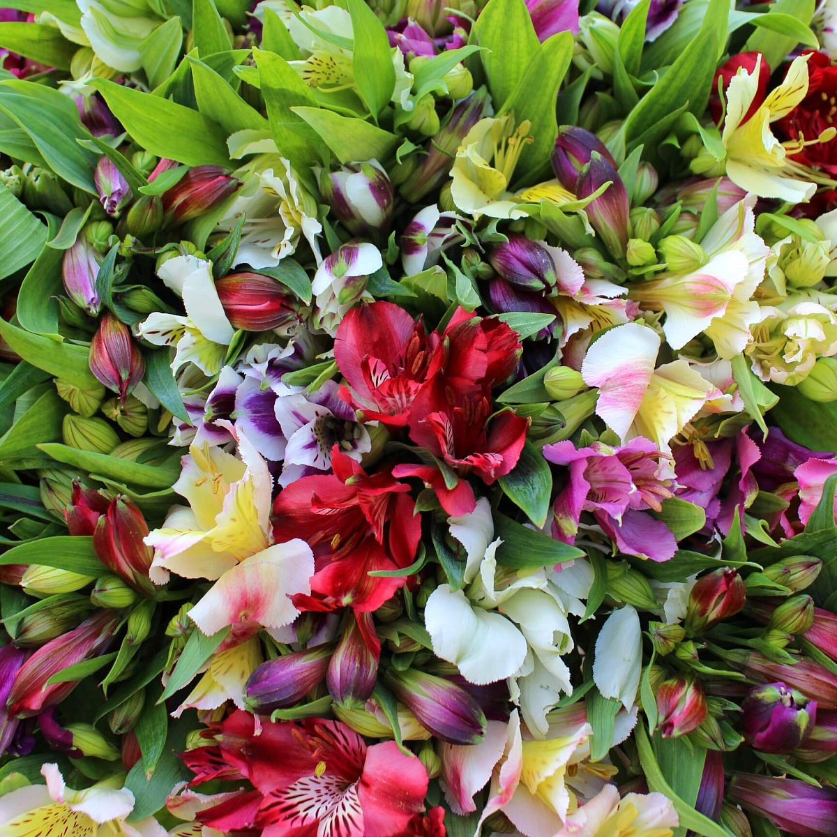 101 ветка альстромерии