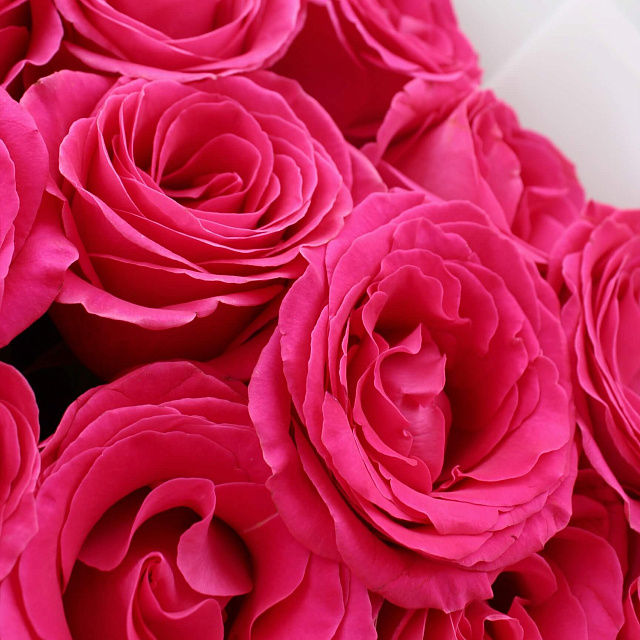 Эквадорские розы: Букет из 25 роз Пинк Флойд в оформлении