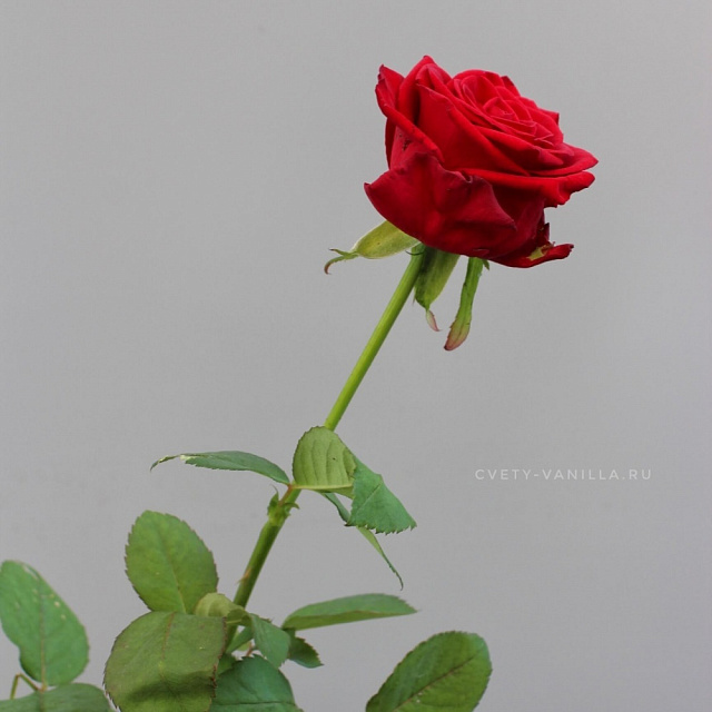 Розы поштучно: Роза Ред Наоми (Red Naomi) 60 см Россия