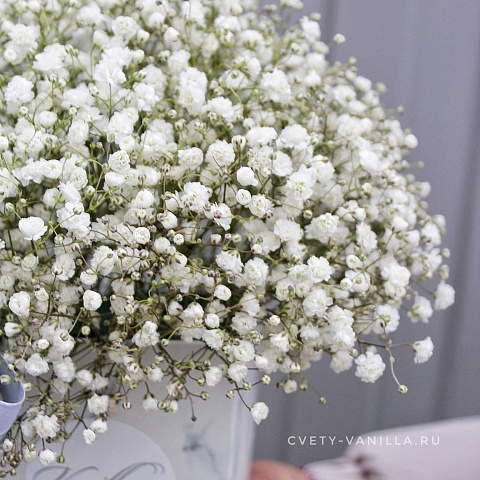 Букеты гипсофилов: Трапеция с белой гипсофилой