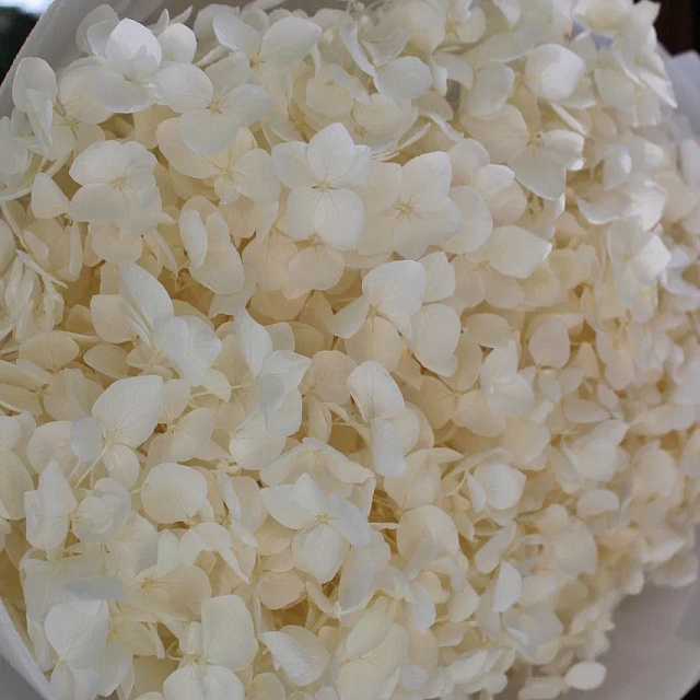 Цветы: Букет из стабилизированной гортензии "Vanilla"