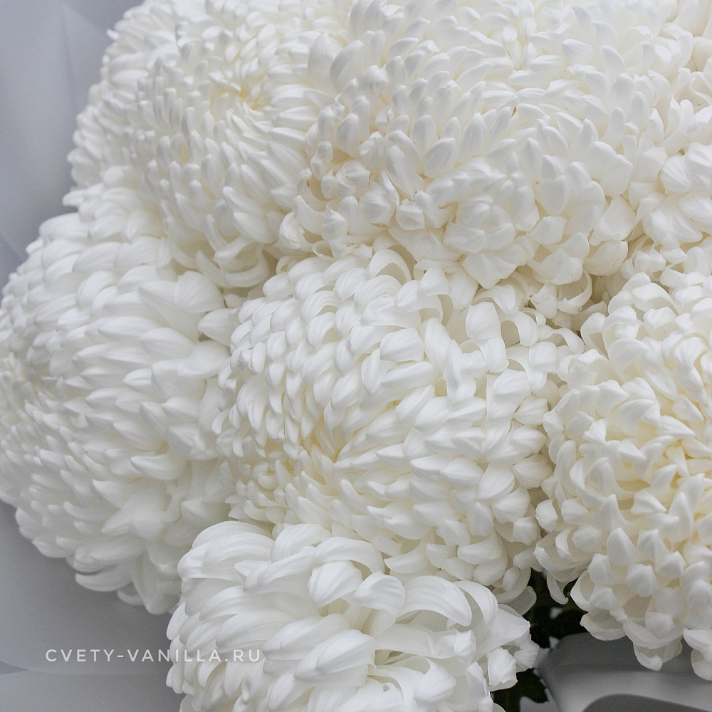 Букет крупных белых хризантем