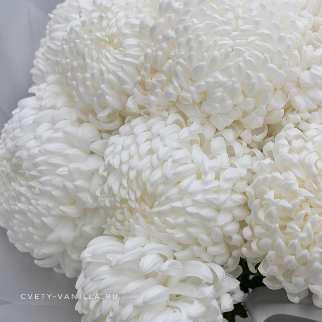 Цветы на праздник: Букет крупных белых хризантем