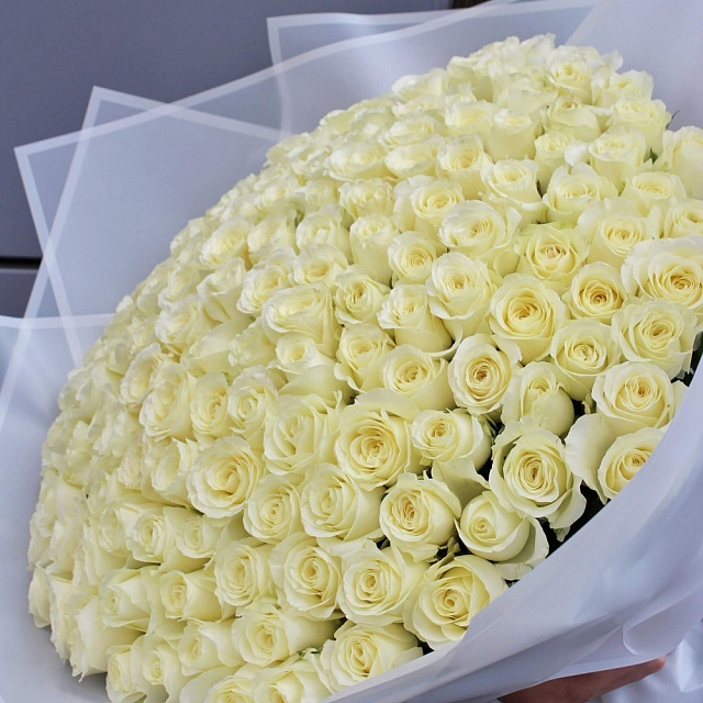 Бизнес букеты: 151 белая роза Аваланж (Avalanche) - 60 см