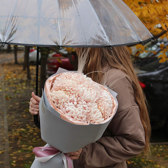 Хризантема одноголовая 7 шт - изображение 2