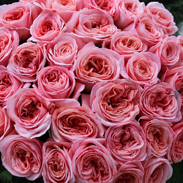 Пионовидные розы: Букет из 35 роз Лондон Ай