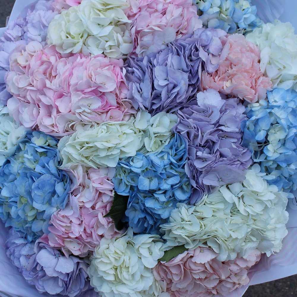 Микс из гортензий разноцветных