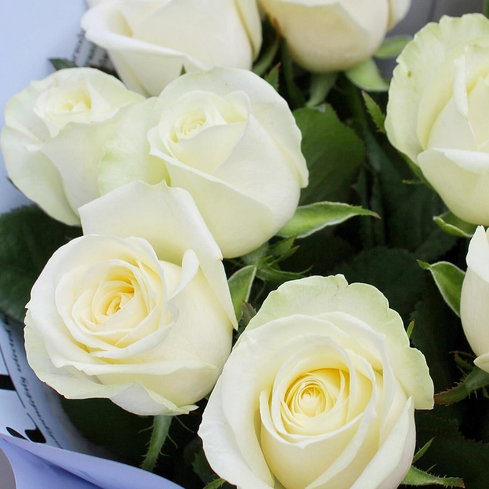 Букет из 11 роз Аваланш 60 см