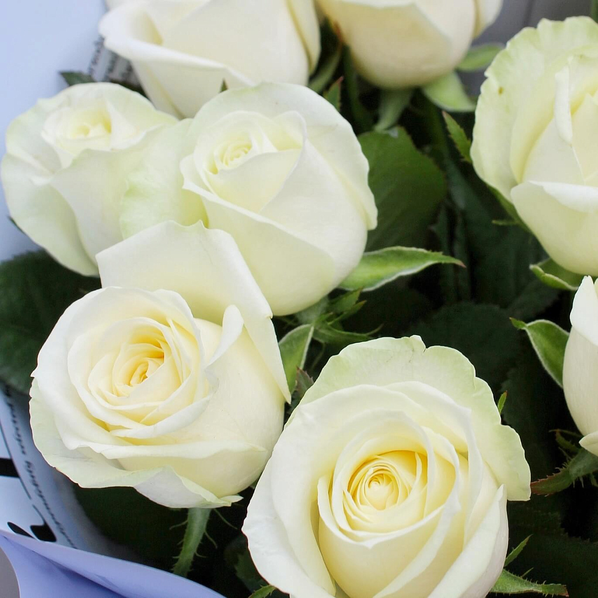 Букет из 11 роз Аваланш 60 см