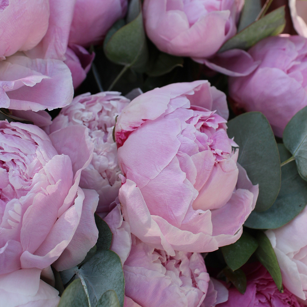 Букет из пионов и эвкалипта «Romantic»
