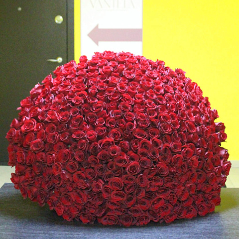 301 роза Эксплорер 80 см - изображение 2