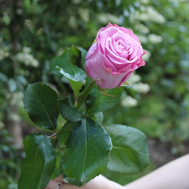 Роза Maritim 60 см