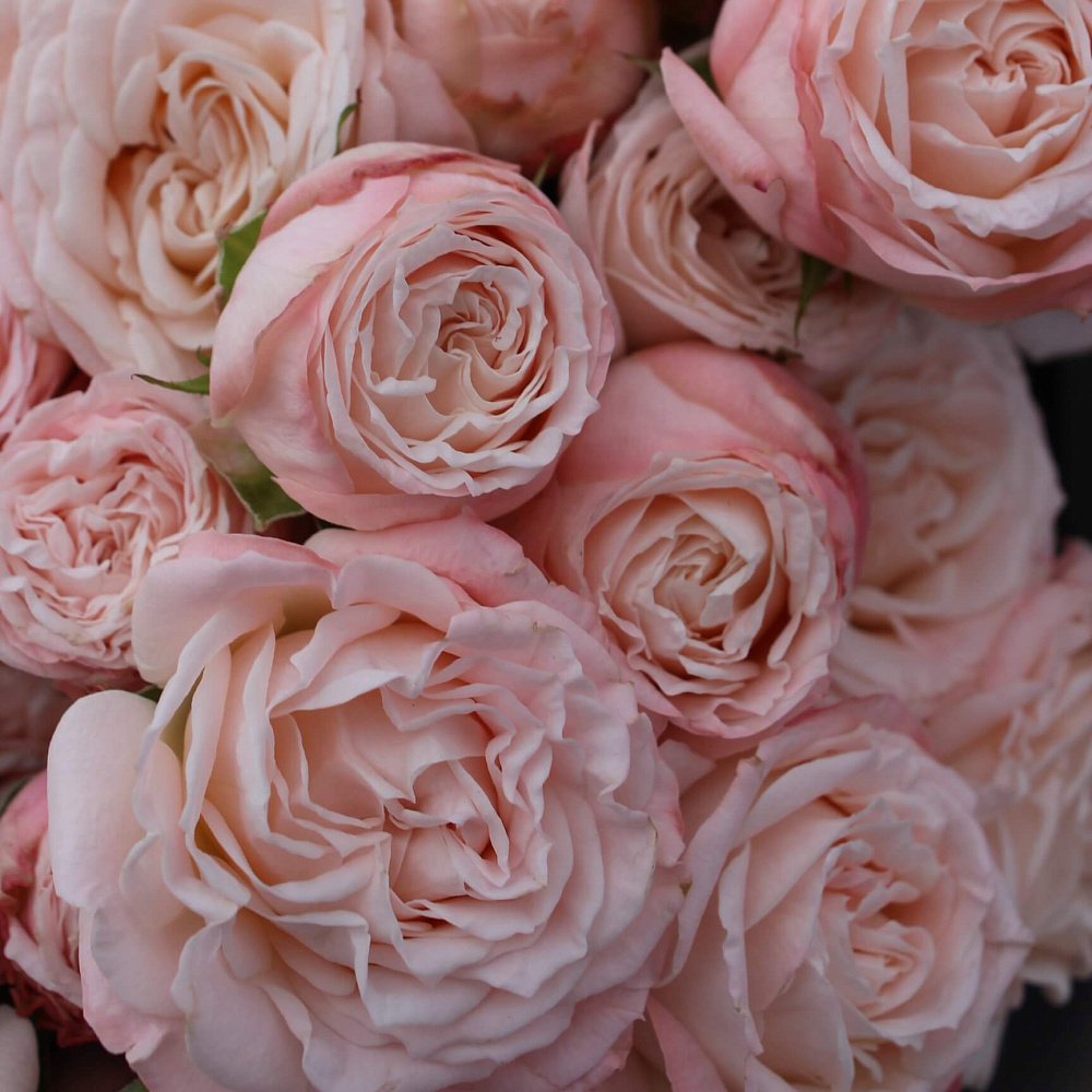 19 веток кустовой пионовидной розы