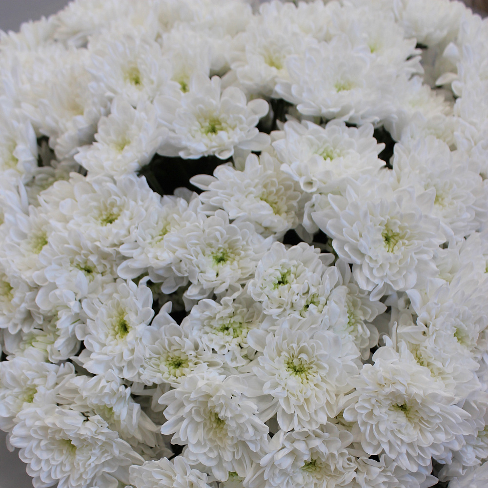 Букет из 25 веток белой кустовой хризантемы