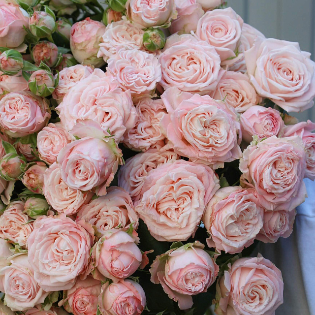 Букет из 15 роз: Букет из 15 веток кустовой розы 50 см 