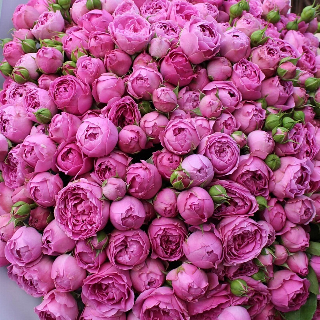 Букеты из роз: Букет из 59 веток кустовой пионовидной розы