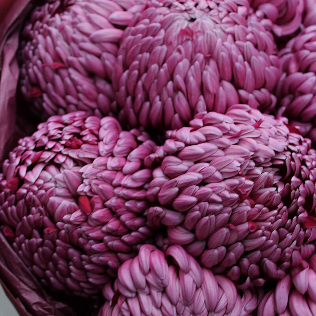 Букеты из хризантем: Букет хризантем "Бургунди"