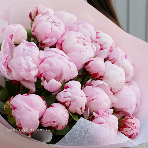 Букеты пионов: 21 пион Сара Бернар