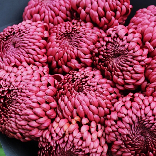 Букет из 11 шоколадных хризантем Бигуди