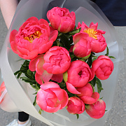 11 пионов Coral Charm