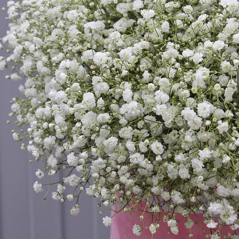 Букеты гипсофилов: Белая гипсофила в цилиндре