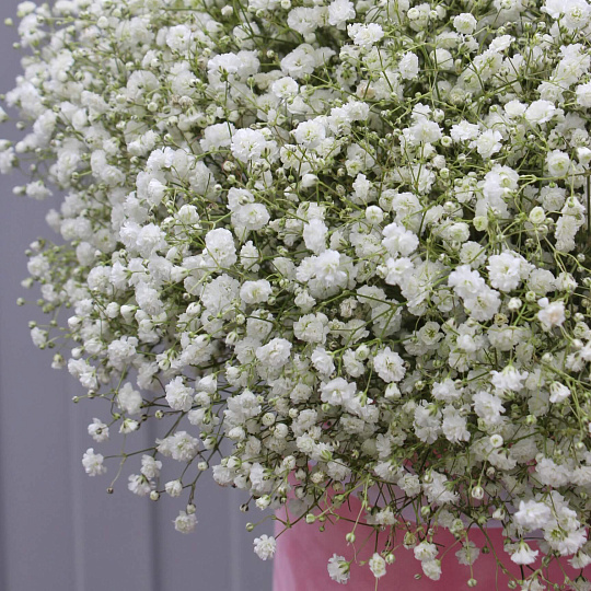 Белая гипсофила в цилиндре