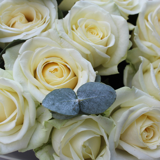 25 роз с эвкалиптом