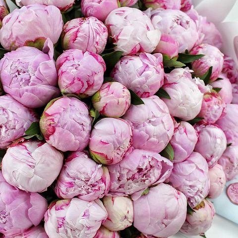 Букеты пионов: 51 розовый пион Сара Бернар