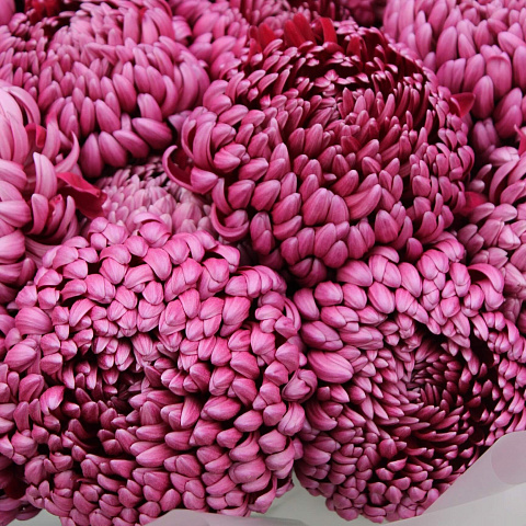 Осенние букеты  цветов с доставкой: 19 хризантем Бигуди Перпл