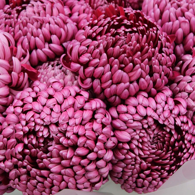 Букеты из хризантем: 19 хризантем Бигуди Перпл