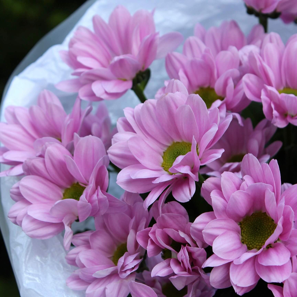 Букет из 5 розовых ромашковых хризантем