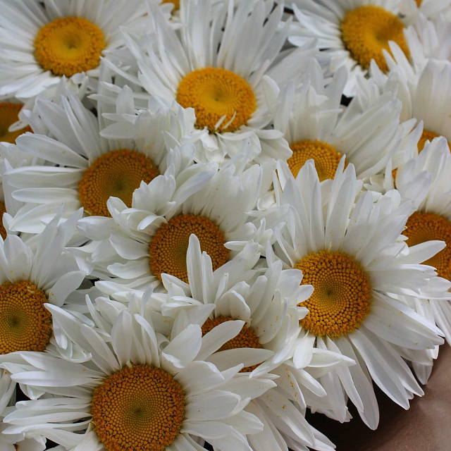 Цветы на праздник: Букет из 37 белых ромашек в крафт бумаге