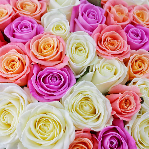 Миксбукеты  цветов с доставкой: 51 роза микс 50 см