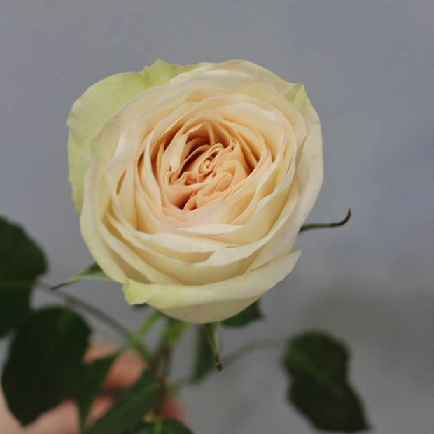 Роза White O'Hara 60 см (1 шт)