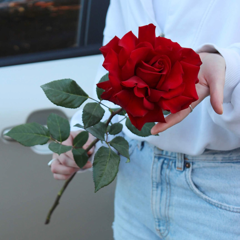 Французская роза Explorer