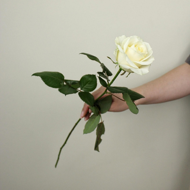 Розы поштучно: Роза белая Avalanche 60 см