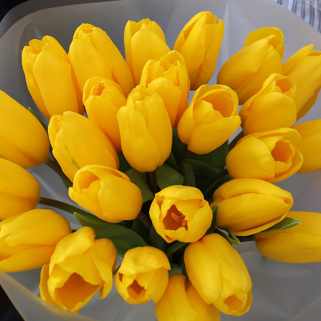 Цветы: Букет из 25 желтых тюльпанов